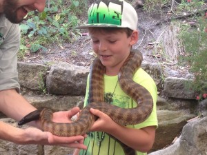 Me holding a black headed python at Taronga zoo.
